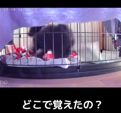 地面を後ろ足でホリホリ