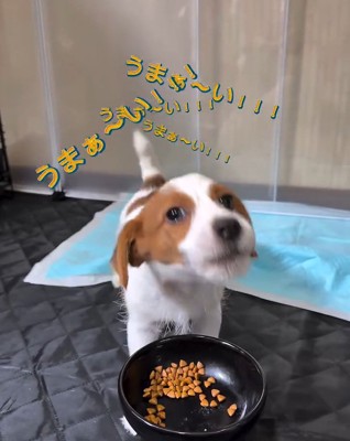 顔をあげる茶太郎くん
