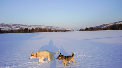 雪の上をお散歩中