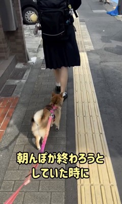 朝んぽは嫌い…