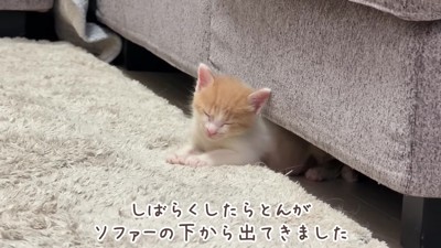 顔を出した子猫