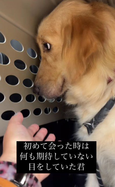 ゴールデンレトリバーのラスクちゃん