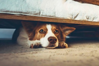 ソファの下に潜る犬