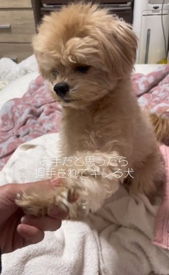 また手を握られたじぷくん