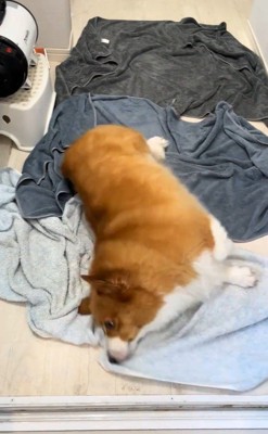 お風呂上がりのロイくん9