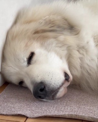スヤスヤお昼寝中