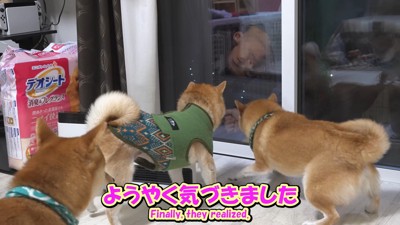 お兄ちゃん帰省時の豆柴4兄妹4