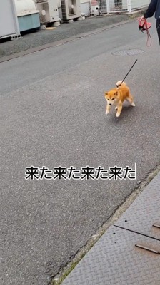 家族のもとへ駆け寄る犬