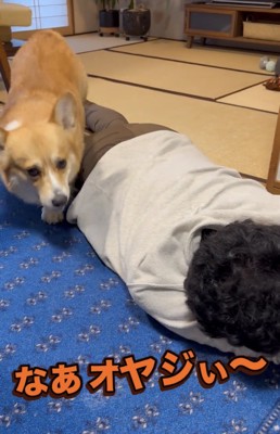 人の横を回り込む犬