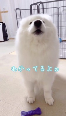 飼い主を見て鳴き声をあげる犬