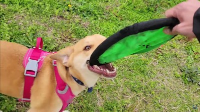 成長した子犬さん!!