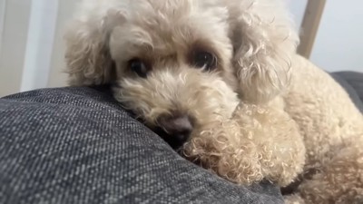 ソファーに寝る犬のアップ