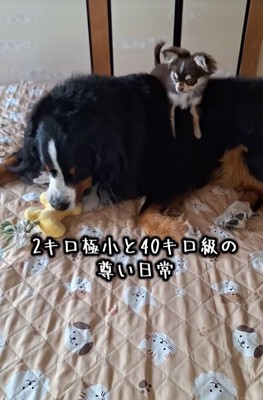 大型犬の上に乗る小型犬