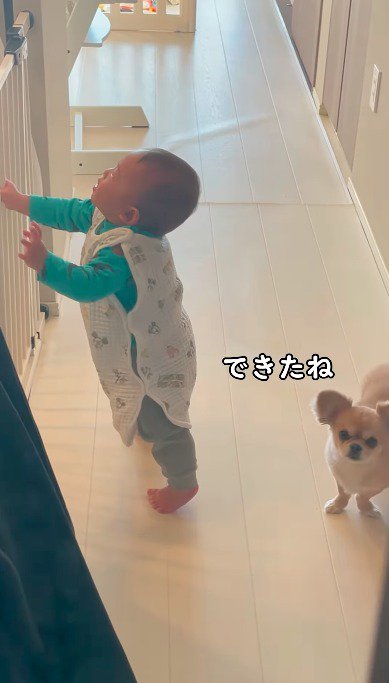 つかまり立ちをしている赤ちゃんの後ろでカメラをふり返る犬