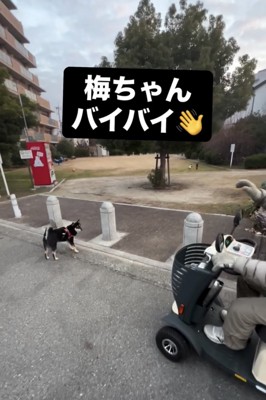 シニアカーを見送る犬