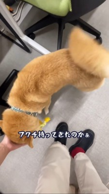 下を向いて頭を撫でられる豆柴