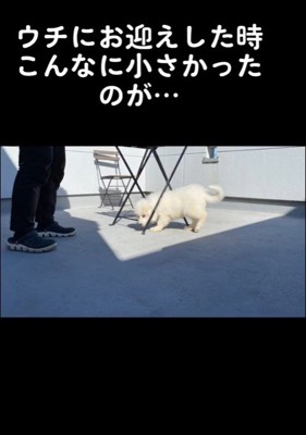 ハクくんの成長2