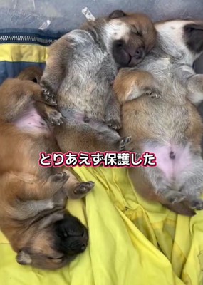 投稿主さんが保護