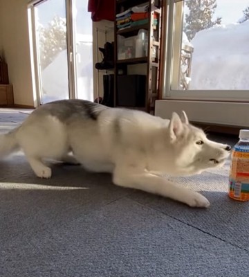 ペットボトルに吠える子犬