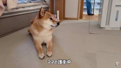 ママの護衛中の富くん