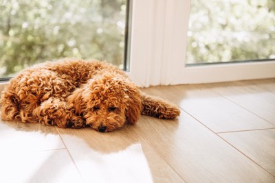 窓際で伏せる元気のない犬