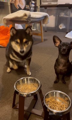 「マテ」をするコメ助くんと豆福くん2