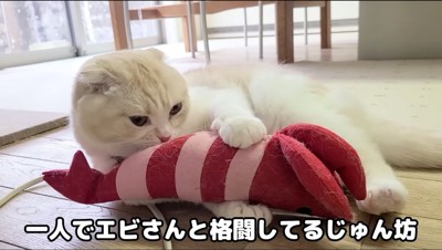 エビのぬいぐるみとじゃれる猫