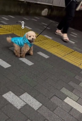 ママに気づいたちびちゃん