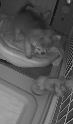 プイちゃんの身に起きた怪奇現象4