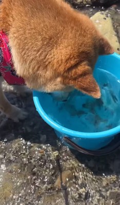 バケツの中を見つめる犬