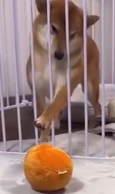 ロックくん&ボブくんのハプニング⑩