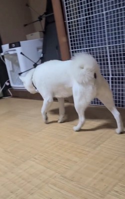 畳の上を静かに歩く犬