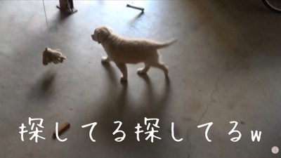 探し始めるメイちゃん