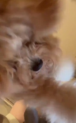 タブレットピアノを弾くちくわちゃん3