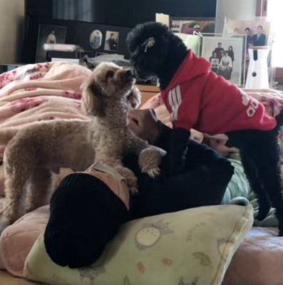 布団で横になっている女性の上で顔を見合わせる2頭の犬