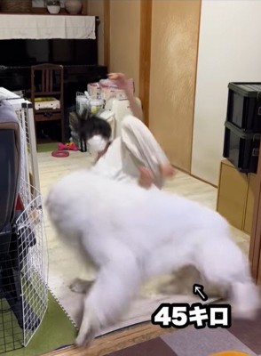 ドレミちゃんの成長9