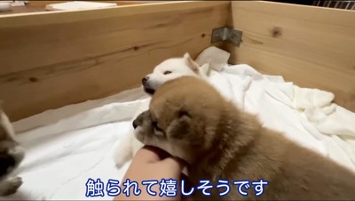 茶色い子犬にアゴを乗せられる男性の手