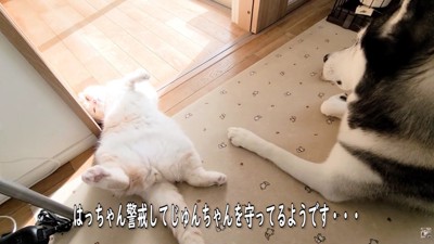 警戒しながら見守り