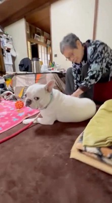 カメラを見つめる犬