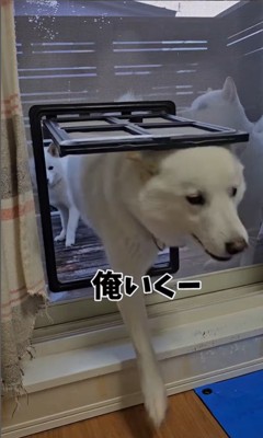 網戸に犬用出入り口を作ったら5