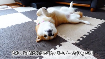 マットの上でお腹を出して横になっている姉犬