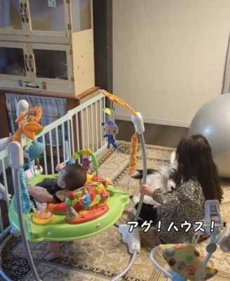 ハウスと指示される犬