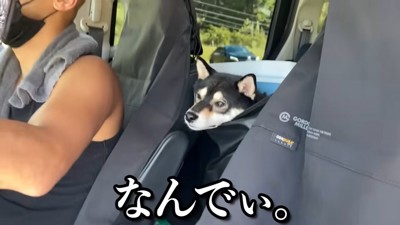 車のシートから顔を出す黒柴