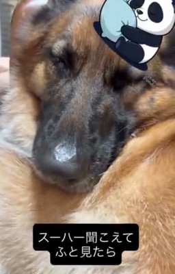 眠る犬1