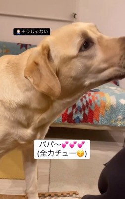 パパにチューするらんらんちゃん