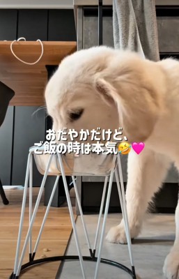 ご飯を食べる子犬