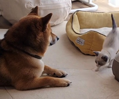 床に伏せて見つめる犬と近づく猫