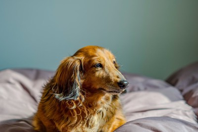 茶のダックスの老犬