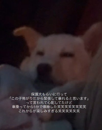 車に乗せたら…