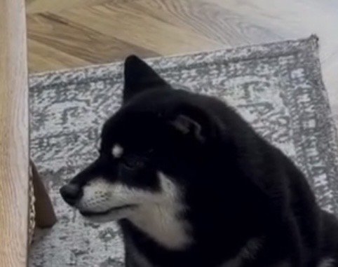 横を向いて耳を澄ます犬